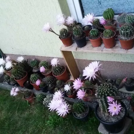 Baerbel, Baerbel * Durrrohrsdorf